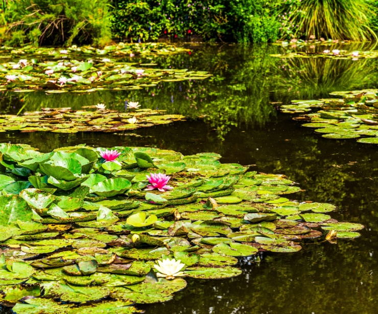 A water lily pond, similar to the one painted by Claude Monet.